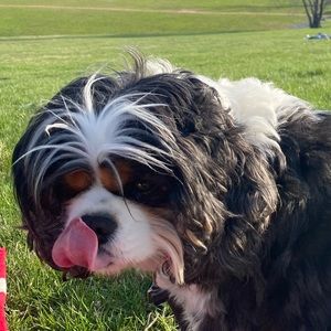 Meet your Posher, Sydney